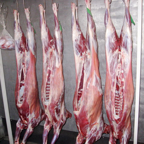 Lamb Carcass