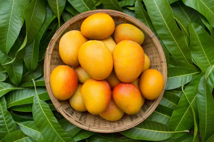 Indian Mango